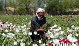 在线观看罂粟,揭秘在线观看的伦理边界