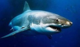 爆料网红吃鲨鱼视频下载,惊悚视频引发网友热议